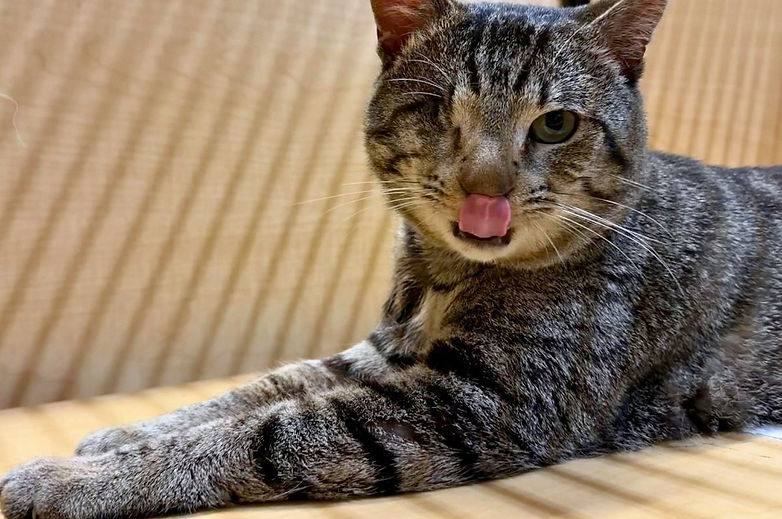 A rescued tabby cat relaxing indoors at RAINS Cat Rescue