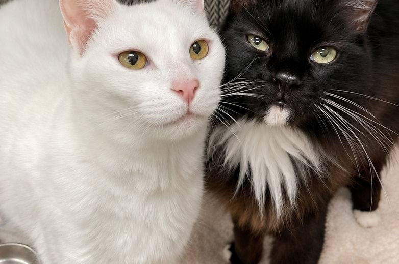 Two rescued cats resting together in foster care