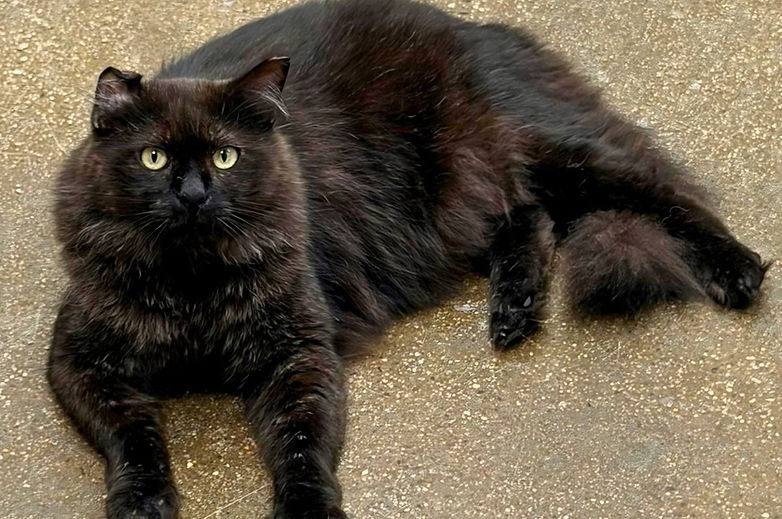 A community cat living outdoors in a neighborhood
